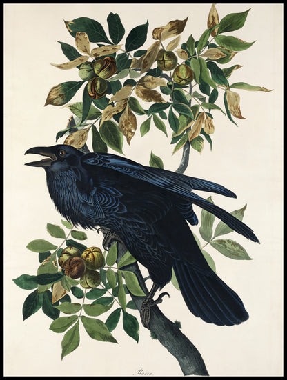 Plakat  Kruk, J.J. Audubon, Vintage do Salonu