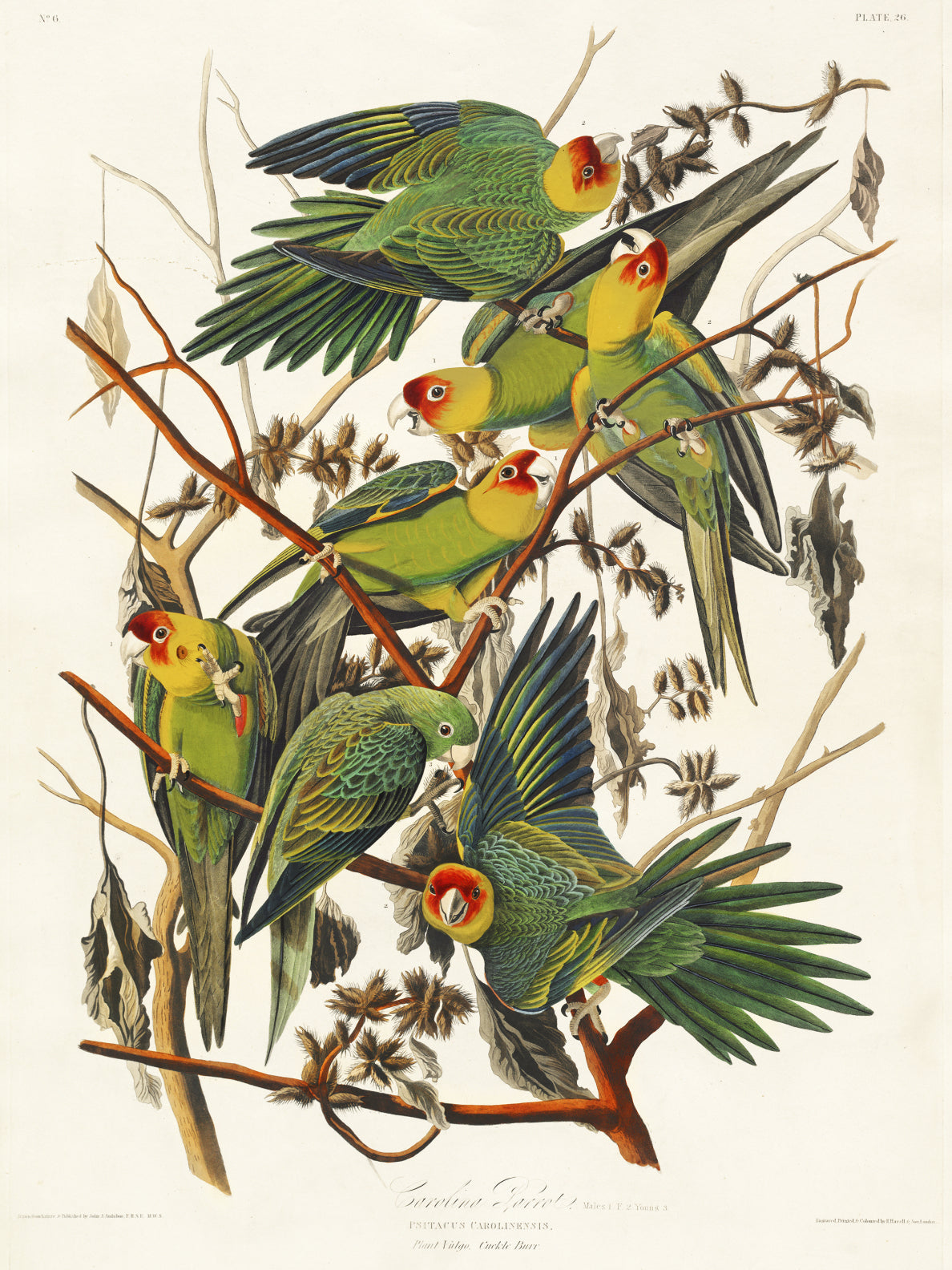 Plakat  Papuga Karolińska, J.J. Audubon, Vintage do Salonu
