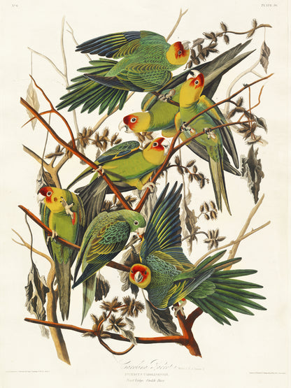 Plakat  Papuga Karolińska, J.J. Audubon, Vintage do Salonu