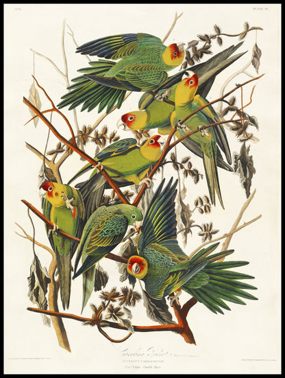 Plakat  Papuga Karolińska, J.J. Audubon, Vintage do Salonu