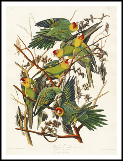 Plakat  Papuga Karolińska, J.J. Audubon, Vintage do Salonu