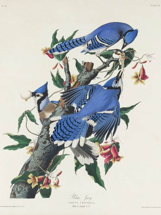 Plakat  Modrosójka Błękitna, J.J. Audubon, Vintage do Salonu
