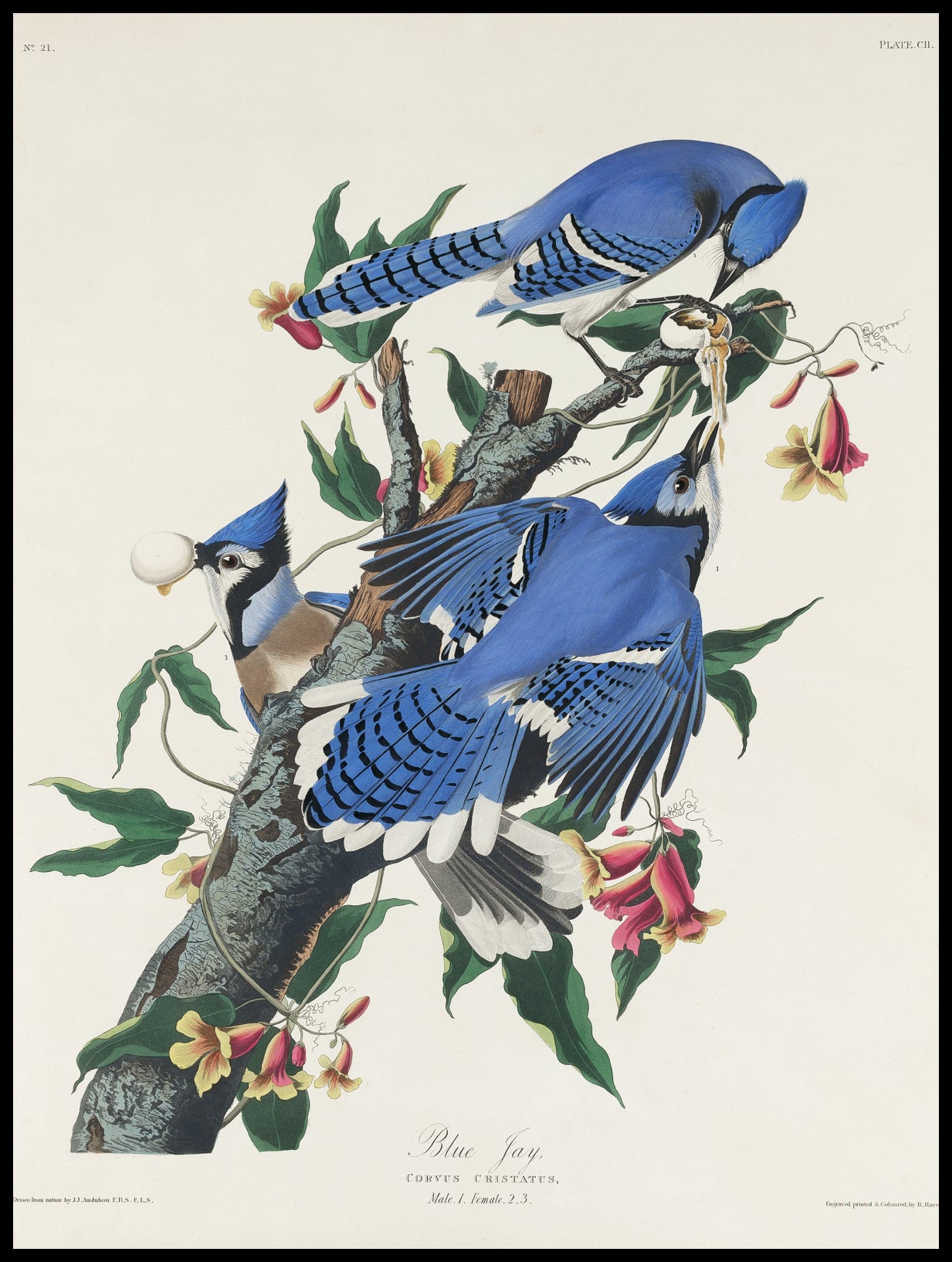 Plakat  Modrosójka Błękitna, J.J. Audubon, Vintage do Salonu