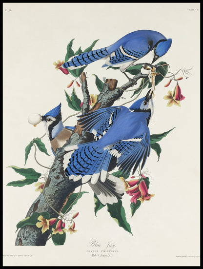 Plakat  Modrosójka Błękitna, J.J. Audubon, Vintage do Salonu