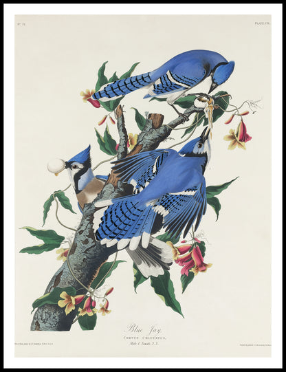 Plakat  Modrosójka Błękitna, J.J. Audubon, Vintage do Salonu