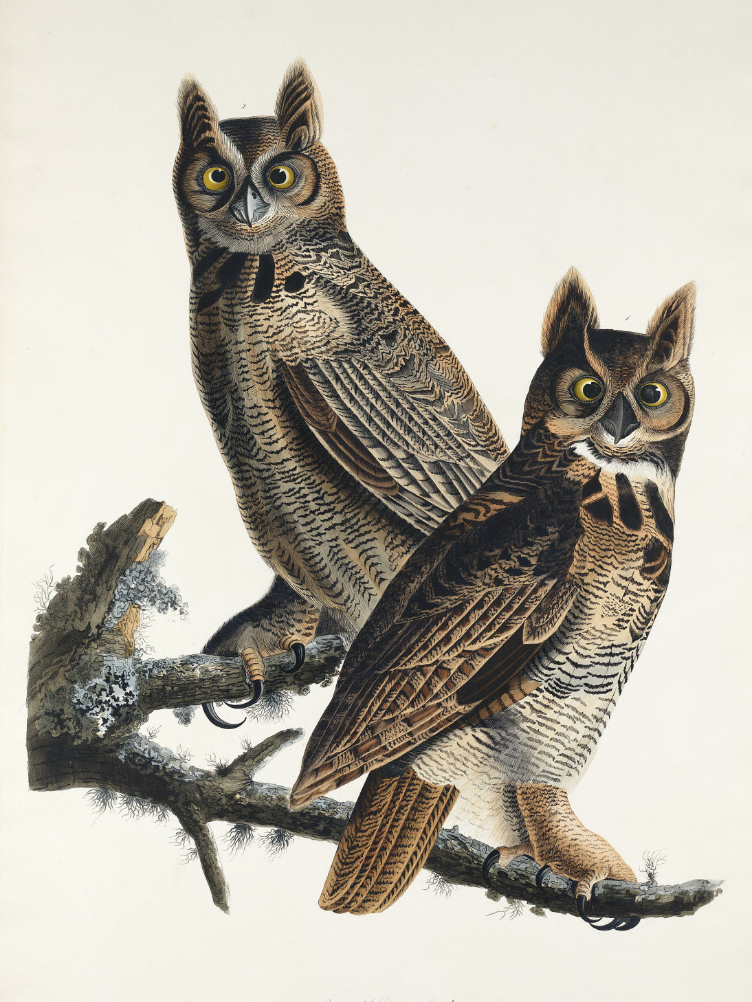 Plakat  Puchacz Wirginijski, J.J. Audubon Vintage do Salonu