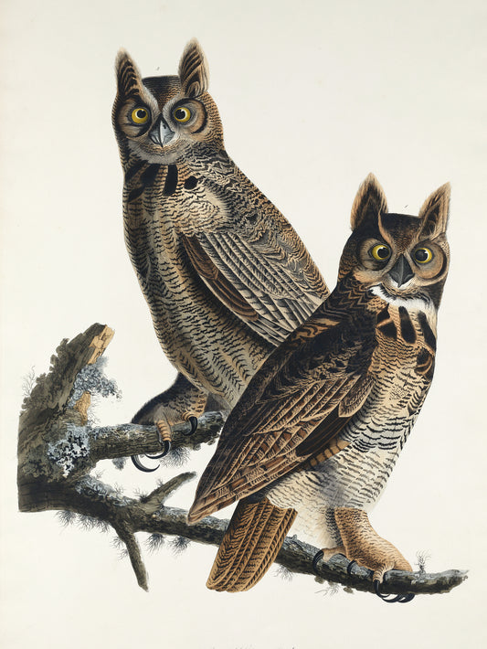 Plakat  Puchacz Wirginijski, J.J. Audubon Vintage do Salonu