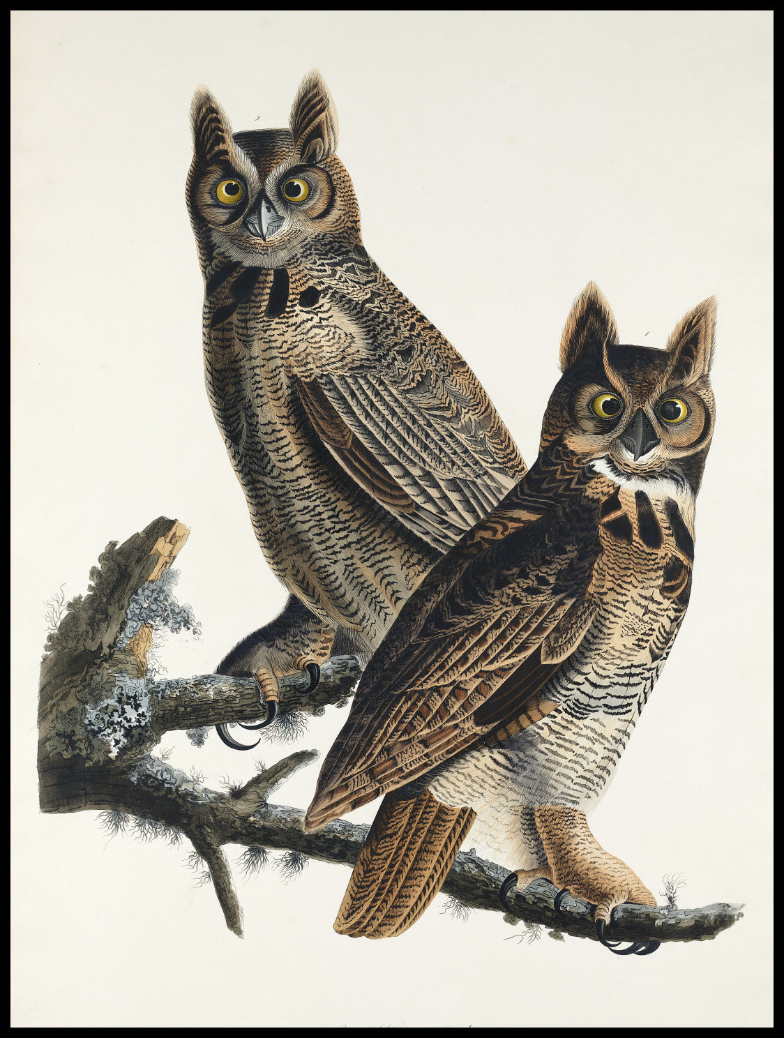 Plakat  Puchacz Wirginijski, J.J. Audubon Vintage do Salonu