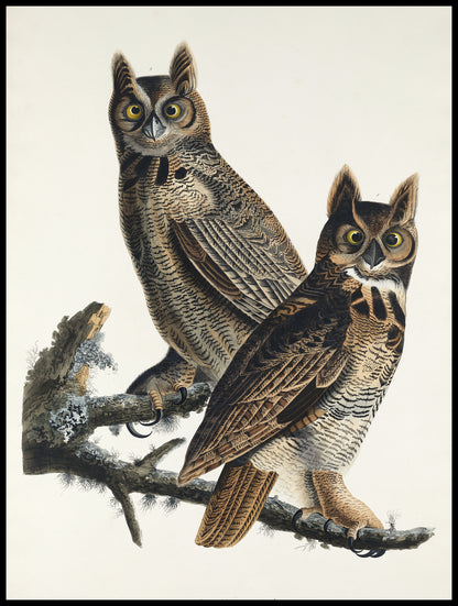 Plakat  Puchacz Wirginijski, J.J. Audubon Vintage do Salonu