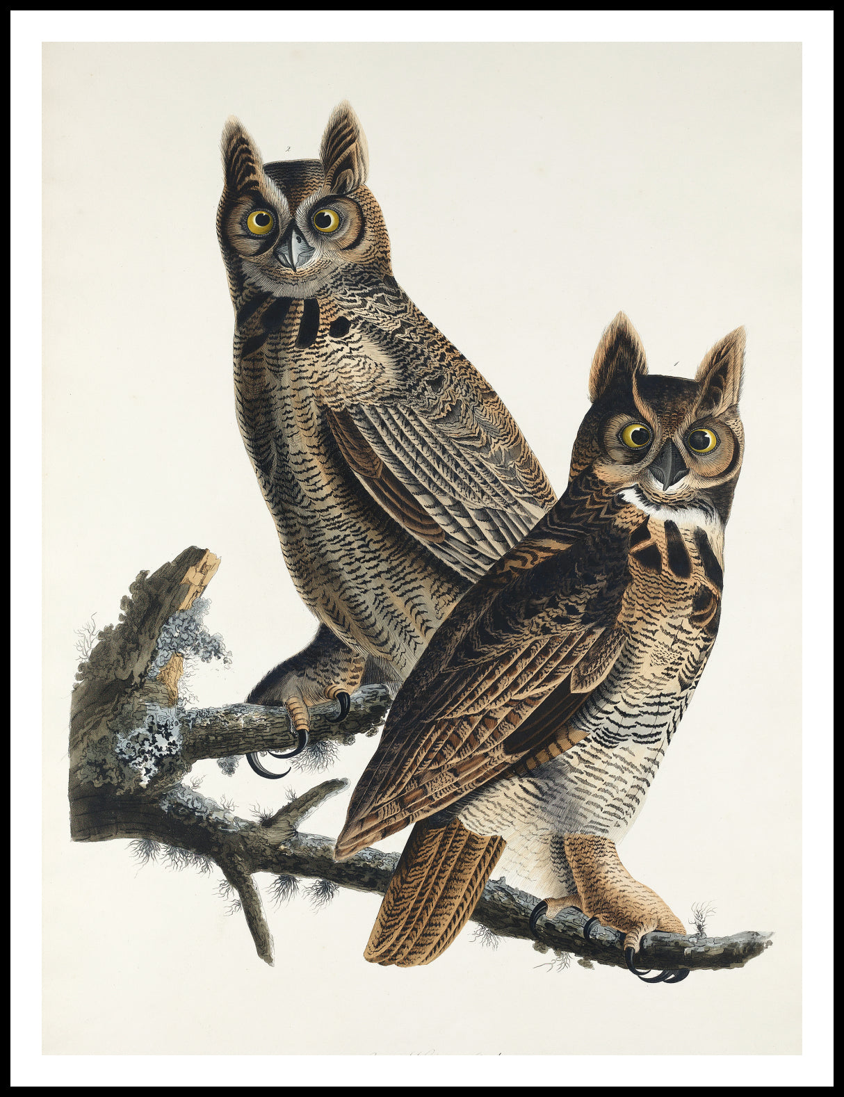 Plakat  Puchacz Wirginijski, J.J. Audubon Vintage do Salonu