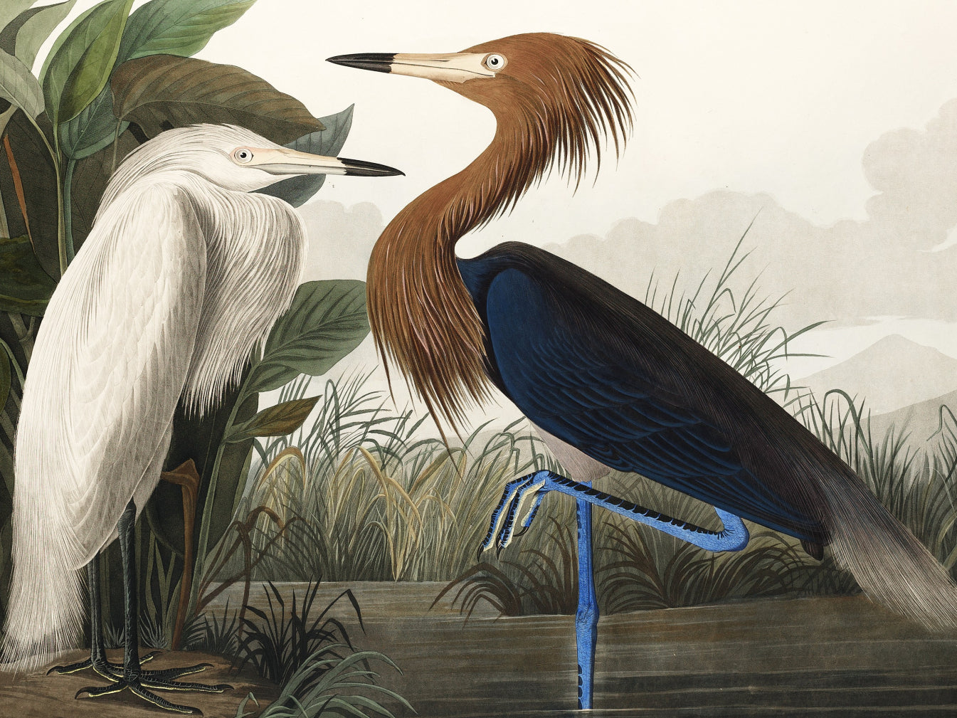 Plakat  Czapla Purpurowa, J.J.Audubon Vintage do Salonu