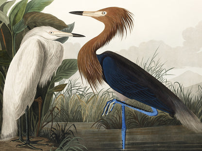 Plakat  Czapla Purpurowa, J.J.Audubon Vintage do Salonu