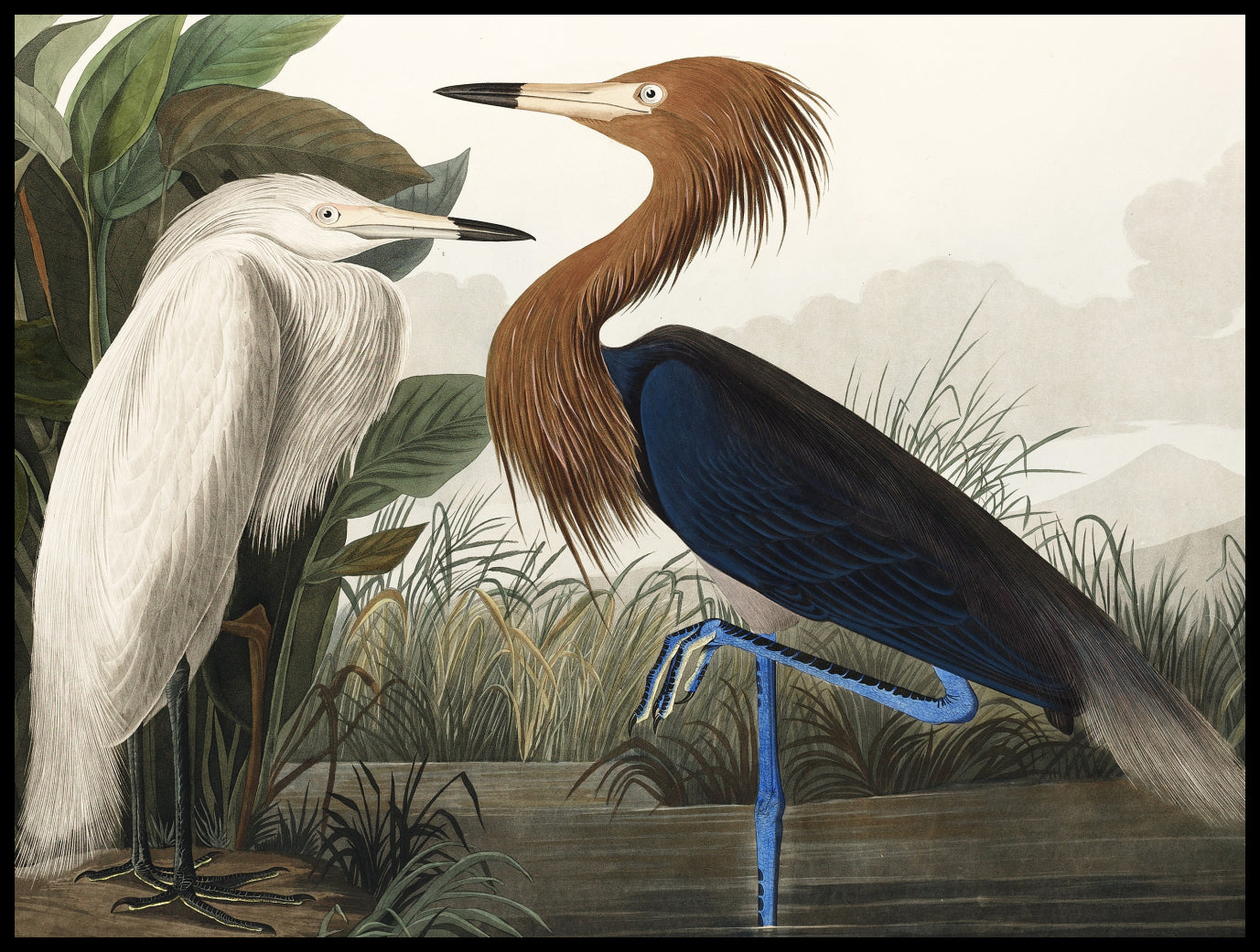 Plakat  Czapla Purpurowa, J.J.Audubon Vintage do Salonu