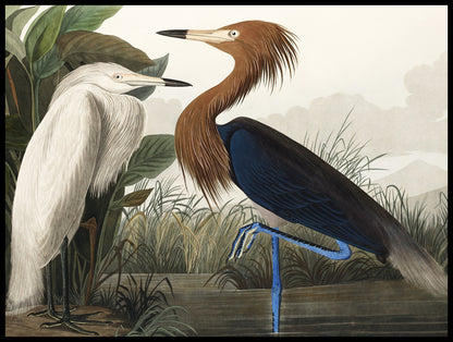 Plakat  Czapla Purpurowa, J.J.Audubon Vintage do Salonu