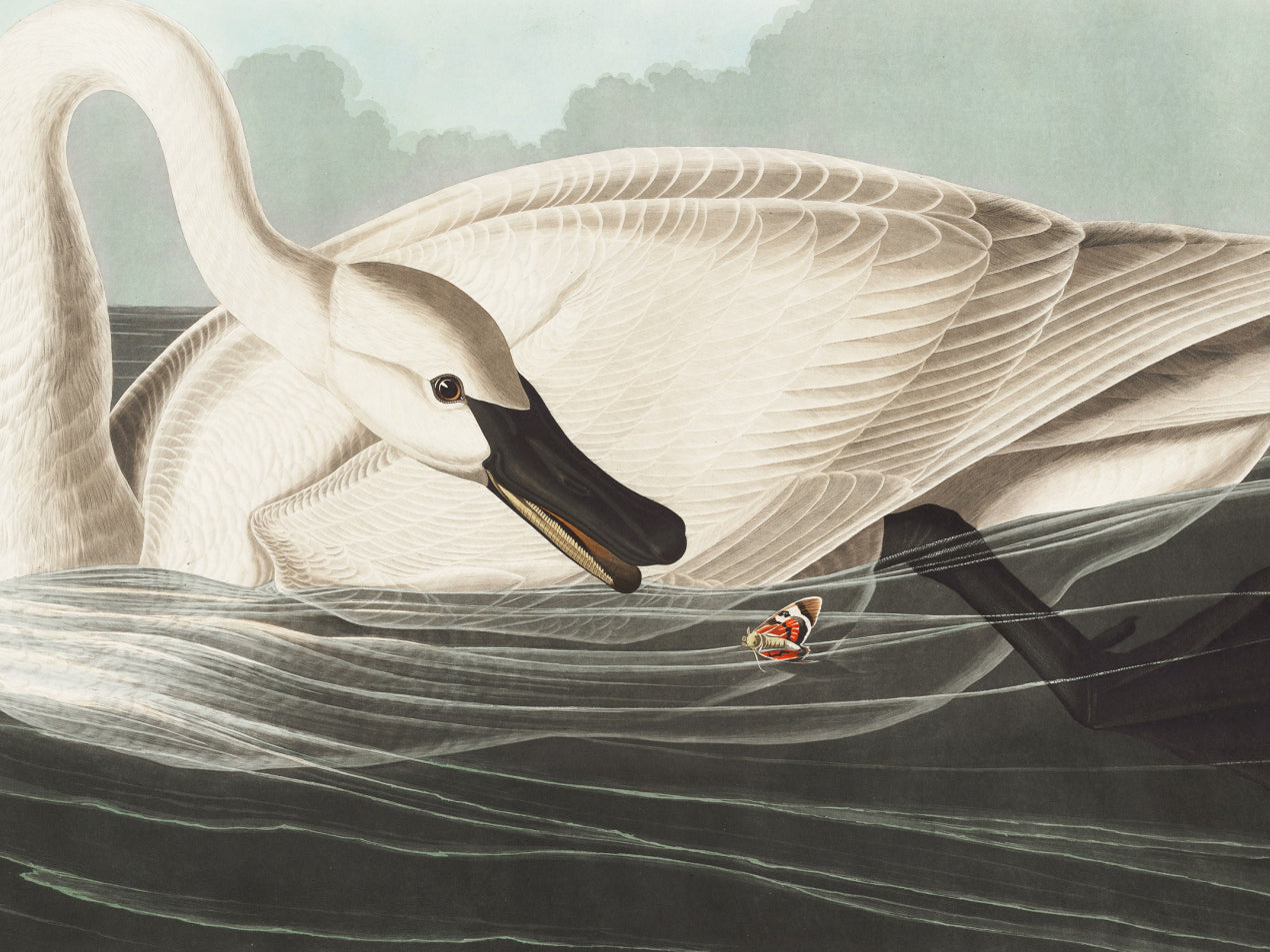 Plakat  Łabędź Trąbiący, J.J.Audubon Vintage do Salonu