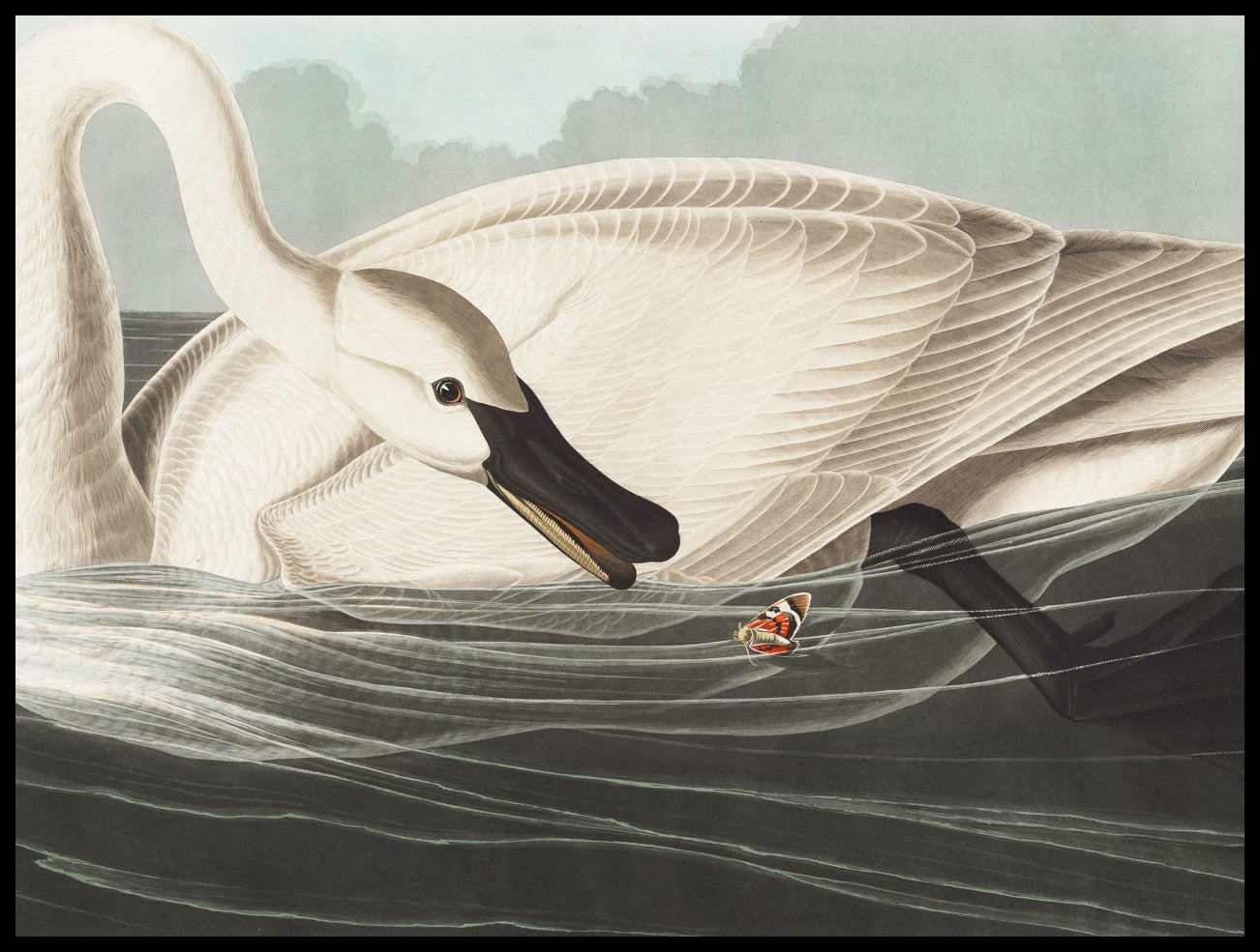 Plakat  Łabędź Trąbiący, J.J.Audubon Vintage do Salonu