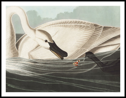 Plakat  Łabędź Trąbiący, J.J.Audubon Vintage do Salonu