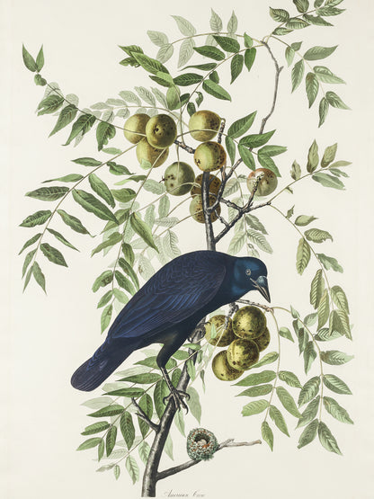 Plakat  Wrona Amerykańska, J.J. Audubon Vintage do Salonu