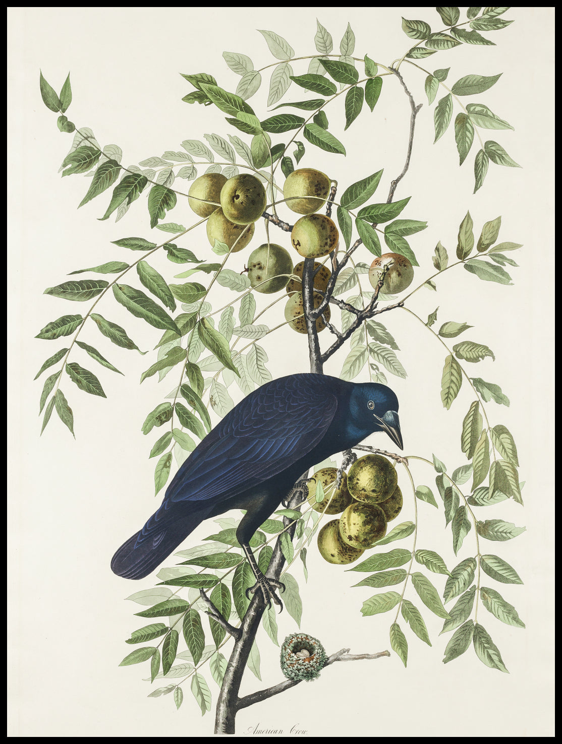 Plakat  Wrona Amerykańska, J.J. Audubon Vintage do Salonu