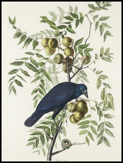 Plakat  Wrona Amerykańska, J.J. Audubon Vintage do Salonu
