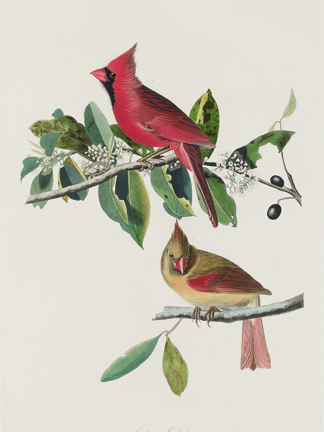 Plakat  Kardynał Szkarłatny, J.J.Audubon Vintage do Salonu