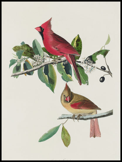 Plakat  Kardynał Szkarłatny, J.J.Audubon Vintage do Salonu