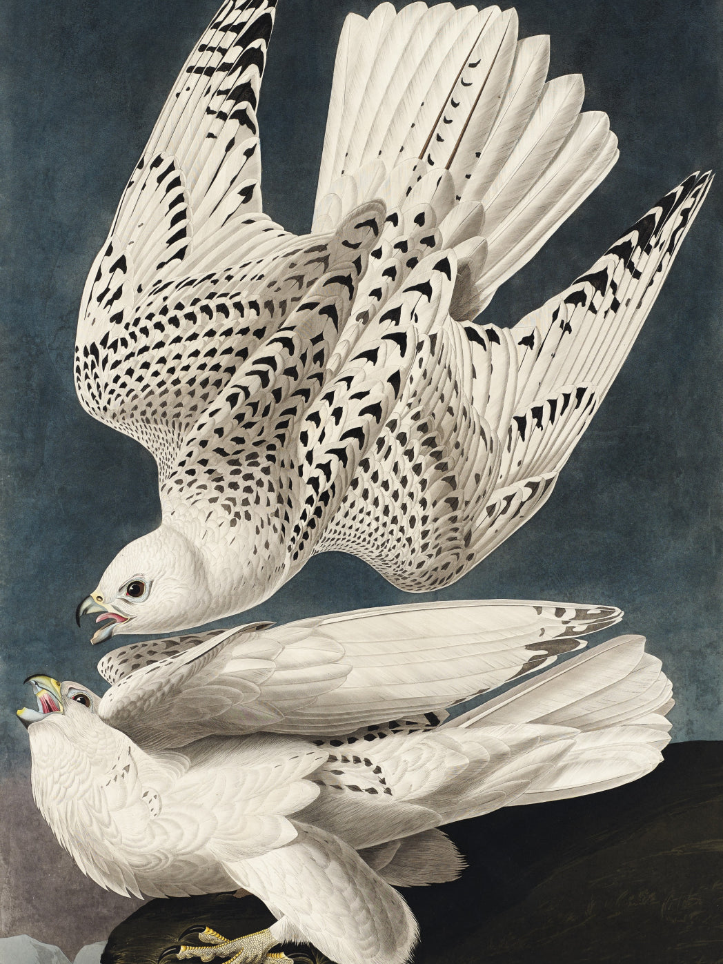 Plakat  Geo Falcon, J.J.Audubon Vintage do Salonu