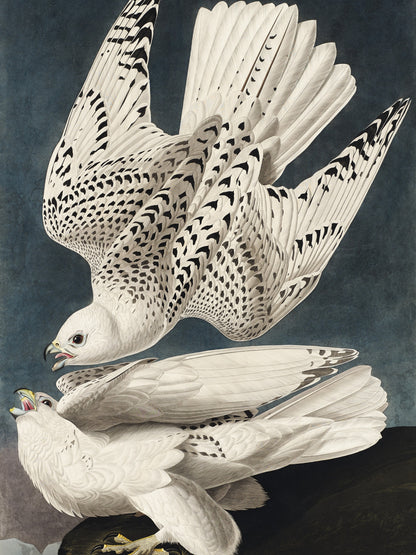 Plakat  Geo Falcon, J.J.Audubon Vintage do Salonu