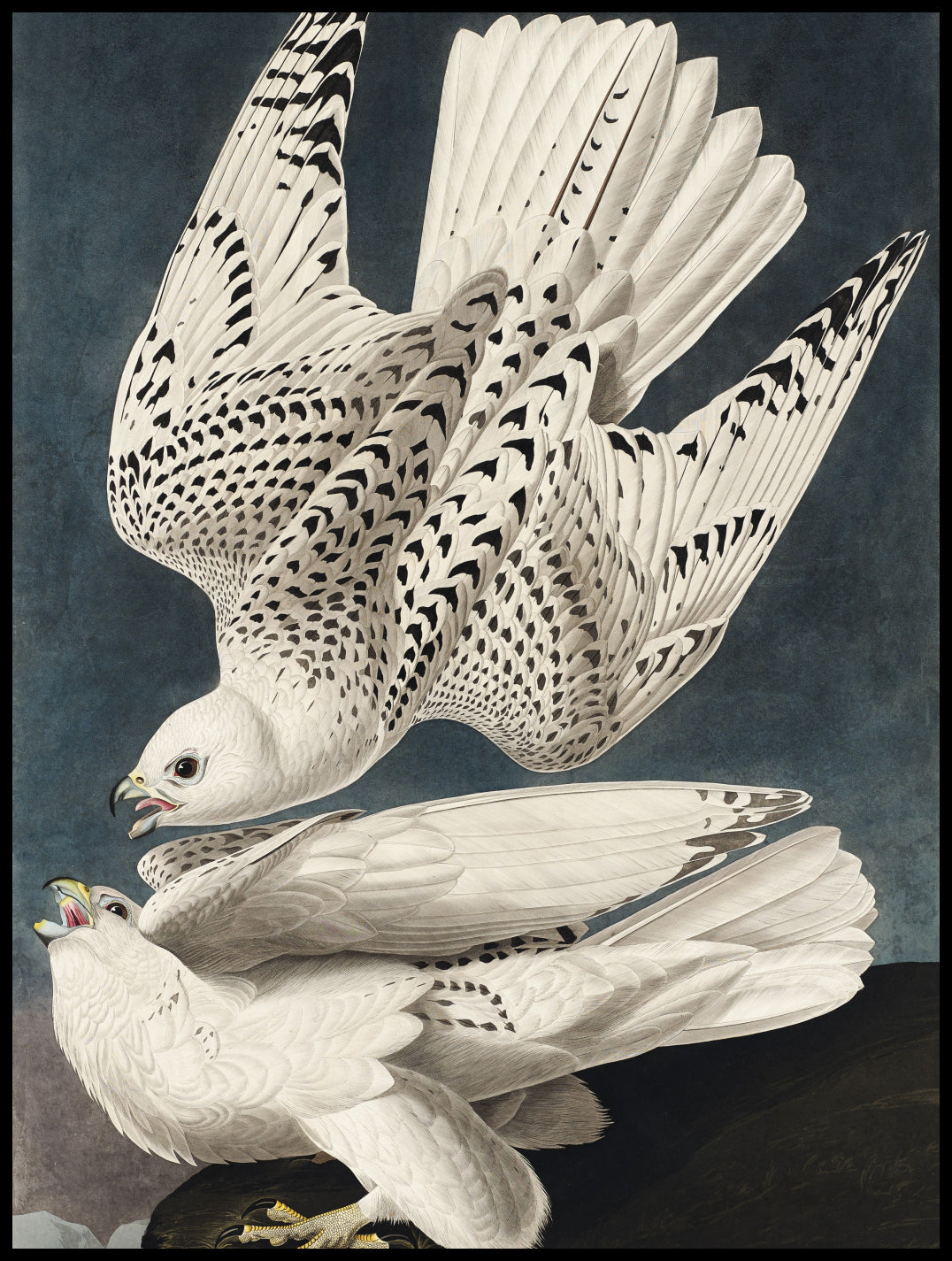 Plakat  Geo Falcon, J.J.Audubon Vintage do Salonu