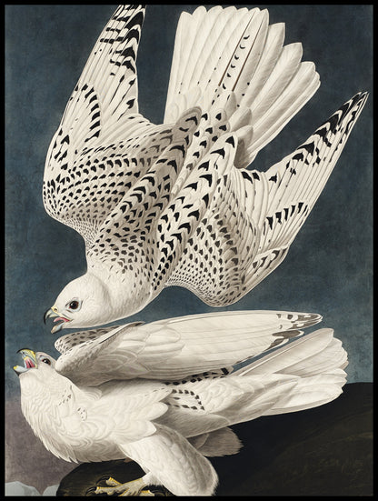 Plakat  Geo Falcon, J.J.Audubon Vintage do Salonu