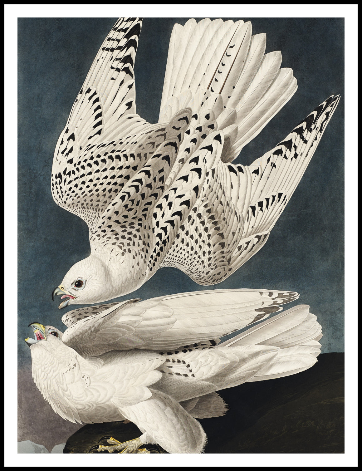Plakat  Geo Falcon, J.J.Audubon Vintage do Salonu