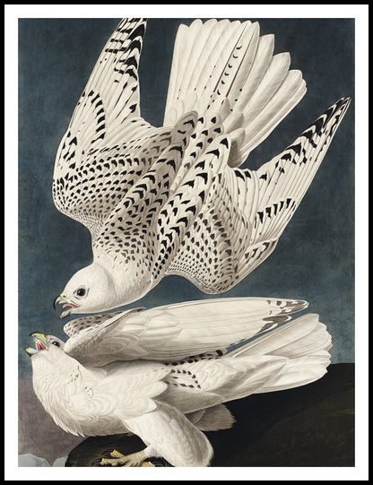 Plakat  Geo Falcon, J.J.Audubon Vintage do Salonu