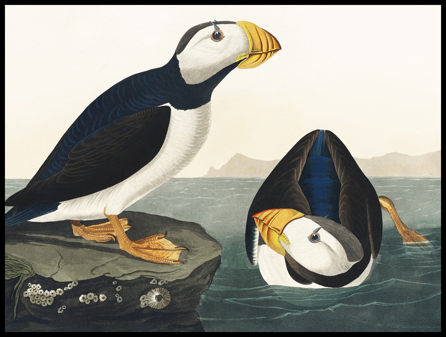 Plakat  Maskonur, J.J.Audubon Vintage do Salonu