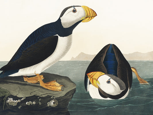 Plakat  Maskonur, J.J.Audubon Vintage do Salonu