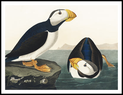 Plakat  Maskonur, J.J.Audubon Vintage do Salonu