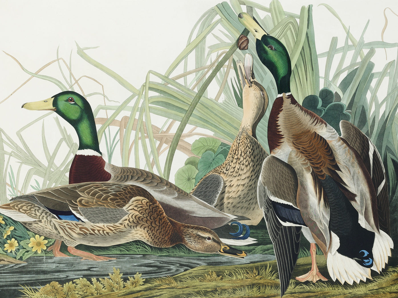 Plakat  Mallard, J.J. Audubon Vintage do Salonu