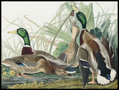 Plakat  Mallard, J.J. Audubon Vintage do Salonu