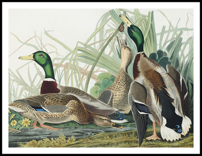 Plakat  Mallard, J.J. Audubon Vintage do Salonu