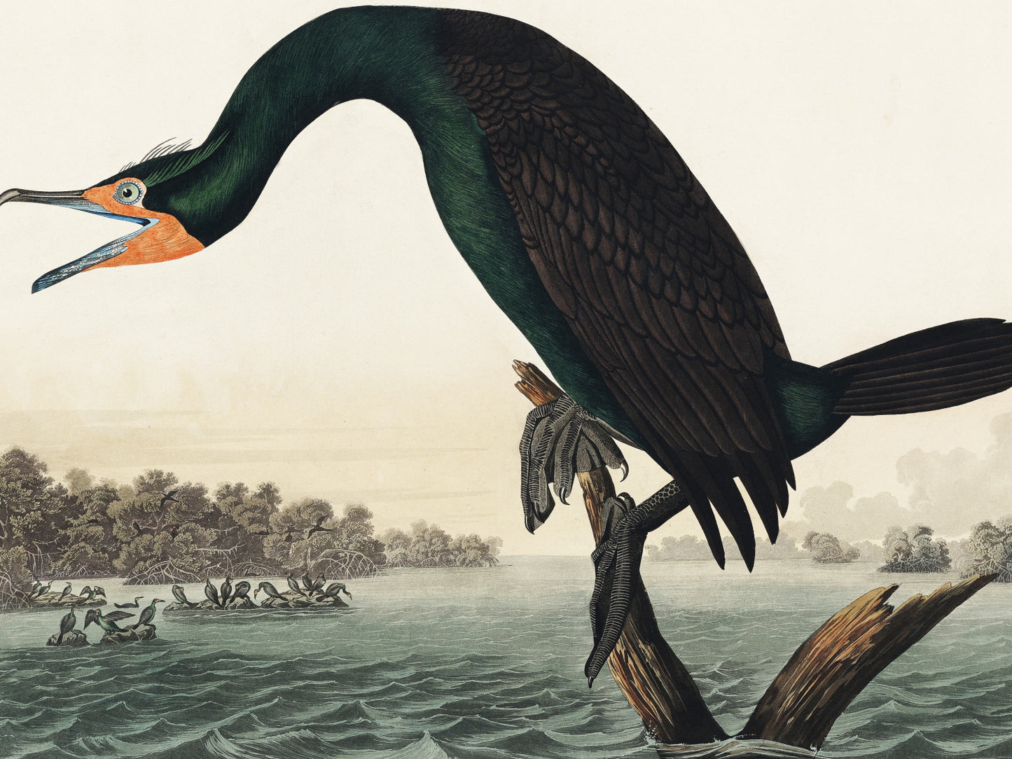 Plakat  Kormoran Rogaty, J.J. Audubon Vintage do Salonu