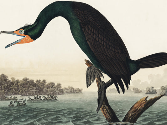 Plakat  Kormoran Rogaty, J.J. Audubon Vintage do Salonu