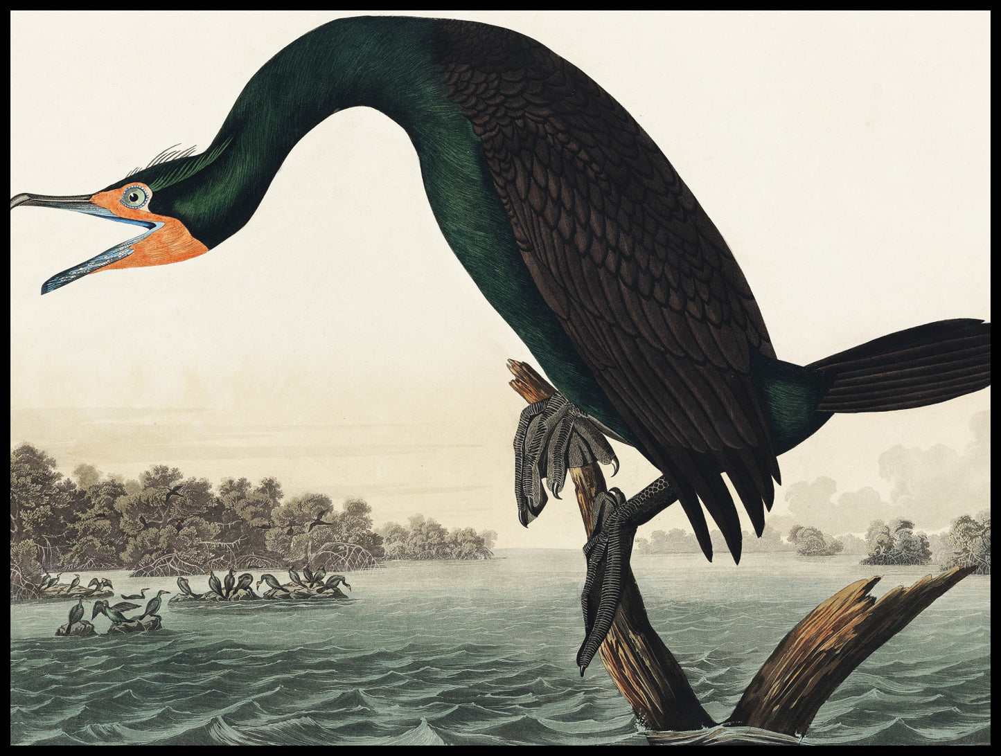 Plakat  Kormoran Rogaty, J.J. Audubon Vintage do Salonu
