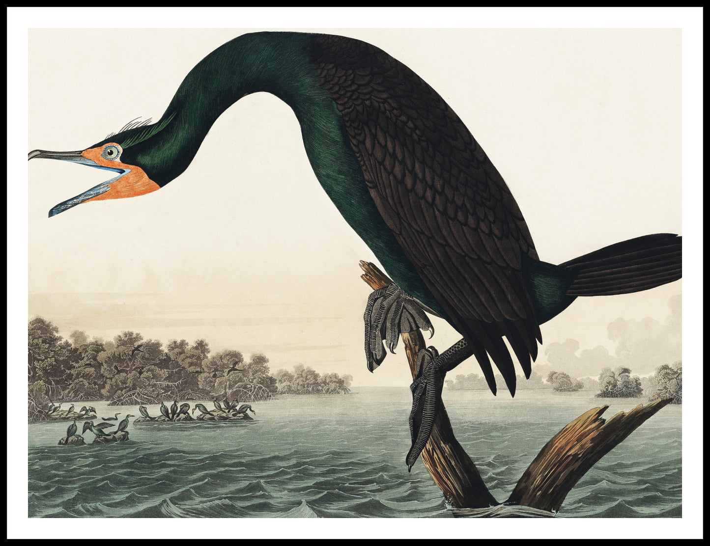 Plakat  Kormoran Rogaty, J.J. Audubon Vintage do Salonu