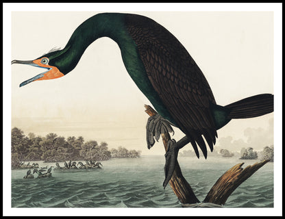 Plakat  Kormoran Rogaty, J.J. Audubon Vintage do Salonu