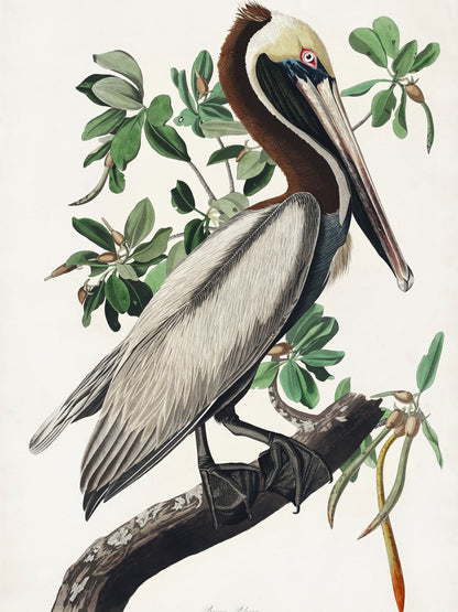 Plakat  Pelikan Brunatny, J.J.Audubon, Vintage do Salonu