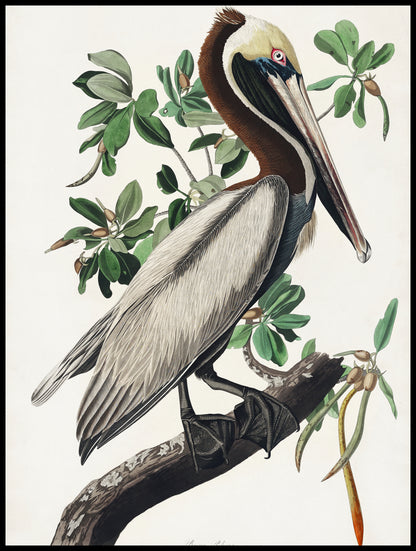 Plakat  Pelikan Brunatny, J.J.Audubon, Vintage do Salonu