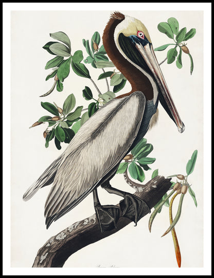 Plakat  Pelikan Brunatny, J.J.Audubon, Vintage do Salonu