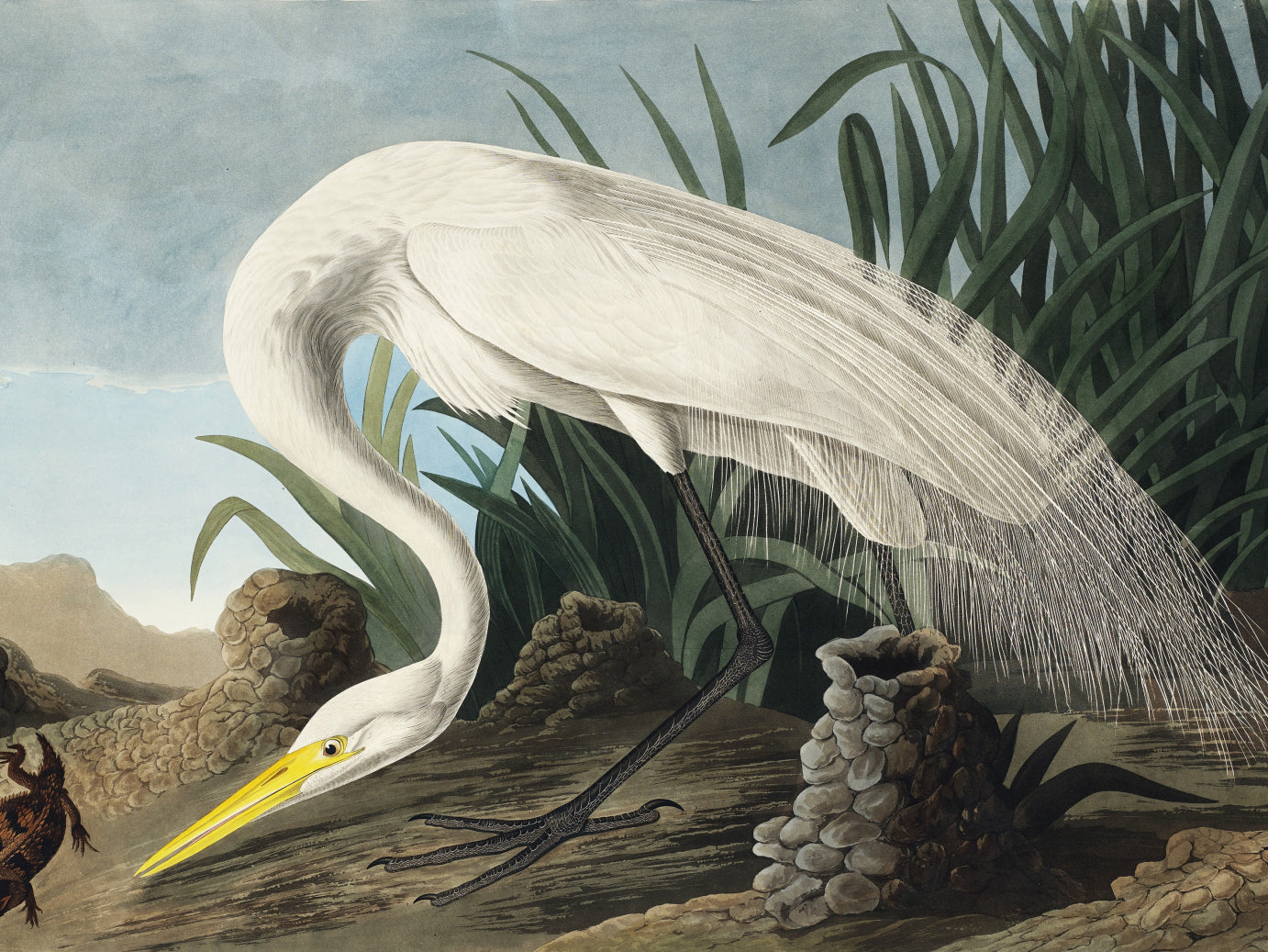 Plakat  Czapla Biała, J.J. Audubon Vintage do Salonu