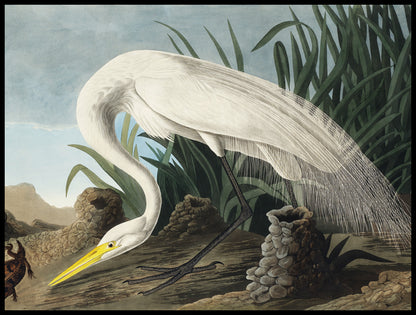 Plakat  Czapla Biała, J.J. Audubon Vintage do Salonu