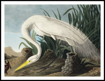 Plakat  Czapla Biała, J.J. Audubon Vintage do Salonu