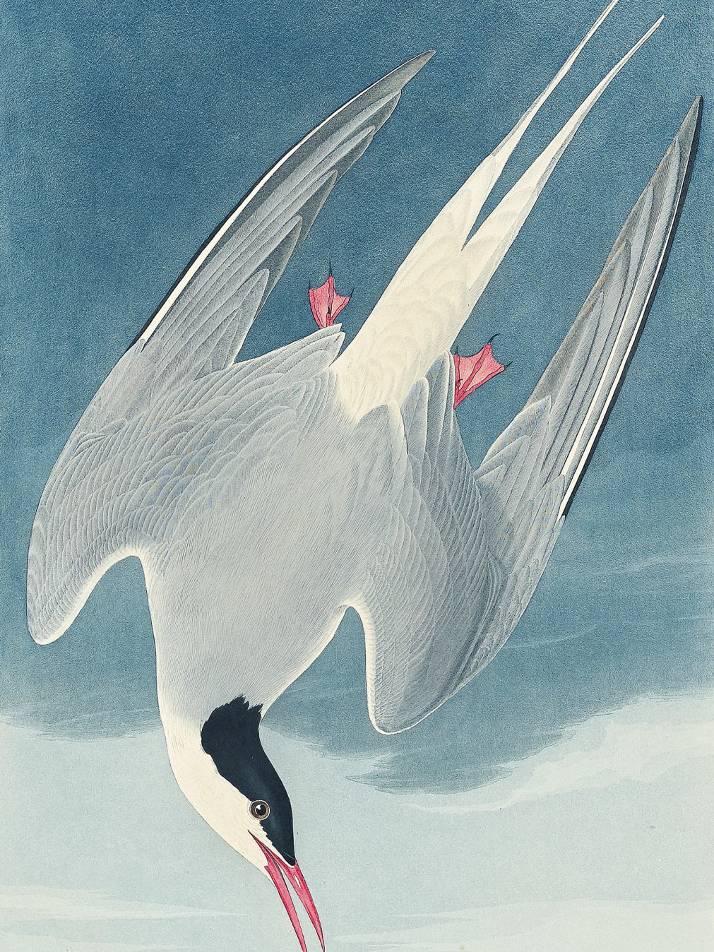 Plakat  Rybitwa Popielata, J.J.Audubon Vintage do Salonu